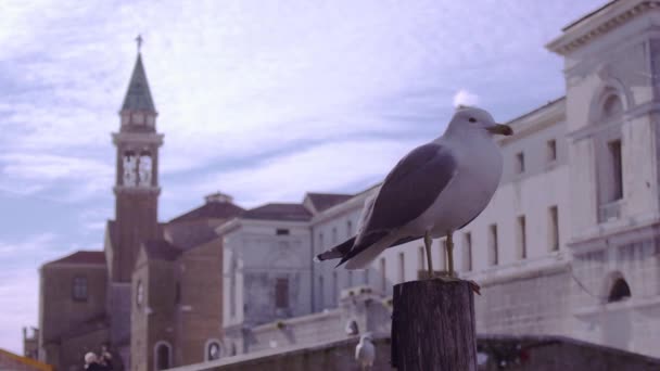 Gaivota no poste com uma torre atrás dele — Vídeo de Stock