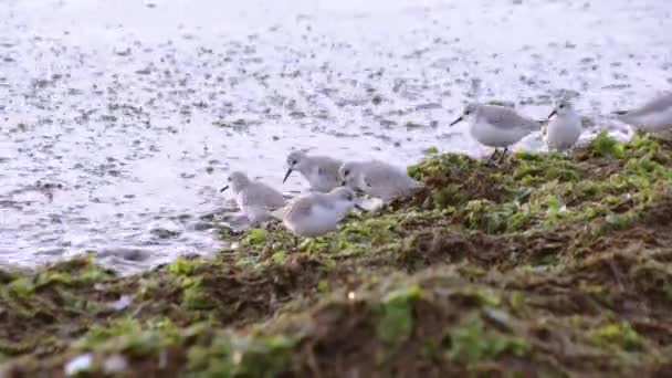 Kentish strandpipare på sea beach — Stockvideo