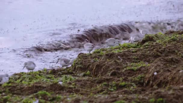 Plovers Kentish en la playa del mar — Vídeo de stock