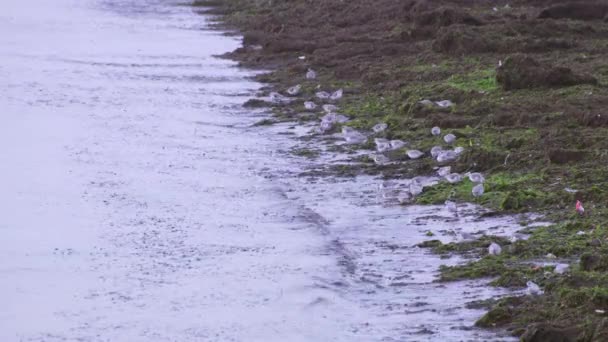 Kentish plovers on the sea beach — Stock Video