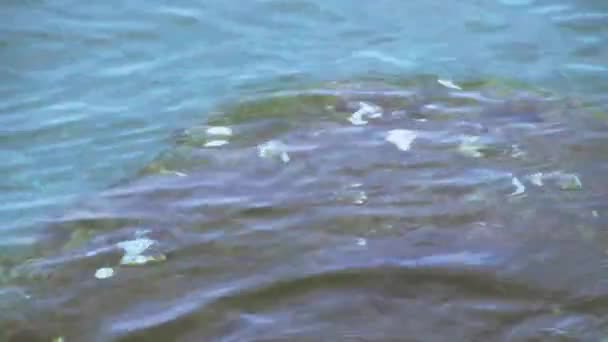 水下的一块大石头 — 图库视频影像