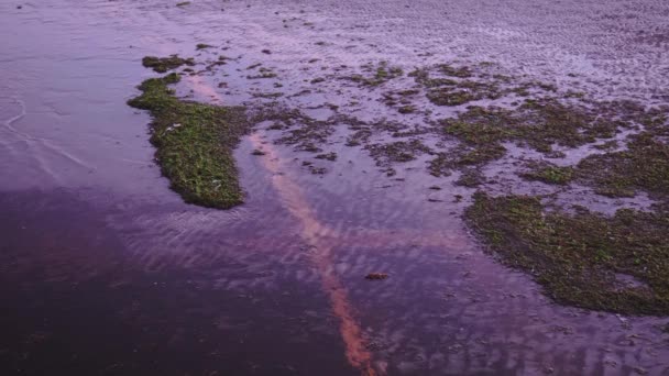 Poça do mar com grama — Vídeo de Stock