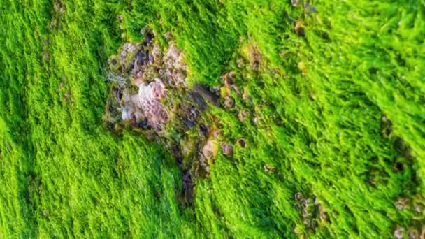 Трава с зеленым мхом растет на поверхности большого камня — стоковое видео