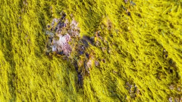 Hierba con musgo verde crece en la superficie de una piedra grande — Vídeos de Stock