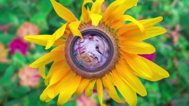 Waschmaschine dreht sich in einer gelben Sonnenblumenpflanze — Stockvideo