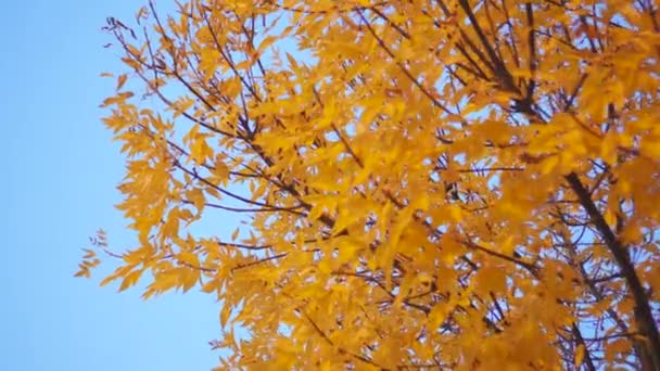 Feuilles d'orange sur l'arbre en automne — Video