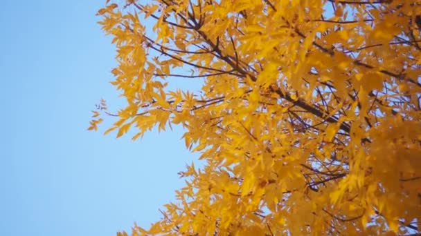 Feuilles d'orange sur l'arbre en automne — Video