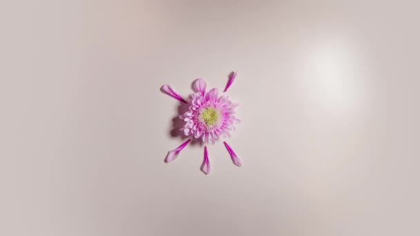 Pétalas rompem com a flor em stop motion — Vídeo de Stock