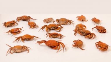 Little crabs on a white floor