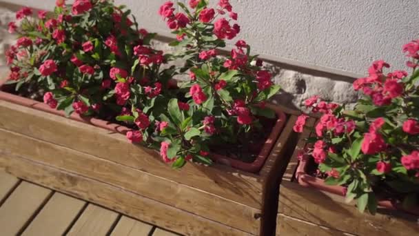 Flores vermelhas nos vasos de madeira no chão — Vídeo de Stock