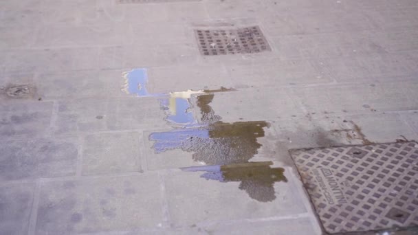 Perro meando en el suelo de la calle — Vídeos de Stock