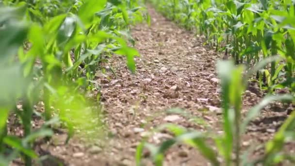 Νεαρό χωράφι καλαμποκιού σε σειρές στο χωράφι — Αρχείο Βίντεο
