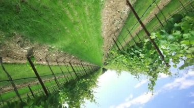 Doğanın ortasında yeşil üzüm bitkileri