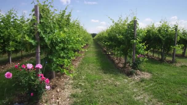 Plantas de uva verde no meio da natureza — Vídeo de Stock
