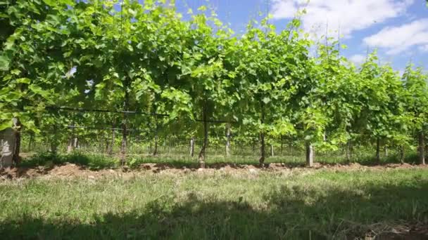 Зеленые виноградные растения посреди природы — стоковое видео