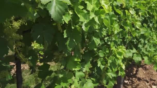Grüne Blätter von Traubenpflanzen in der Sonne — Stockvideo