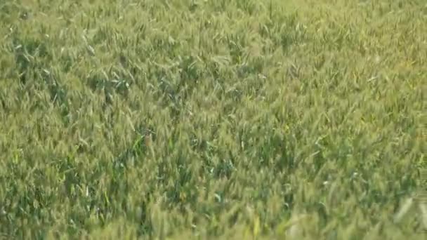 Zielona pszenica rosnąca na pierwszym planie — Wideo stockowe