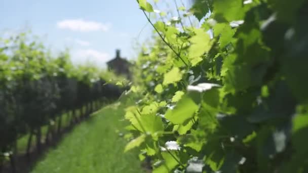 Зелені виноградні рослини посеред природи — стокове відео