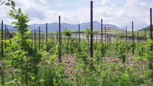 Плантация винограда перед горами — стоковое видео