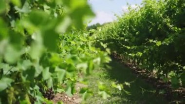 Doğanın ortasında yeşil üzüm bitkileri