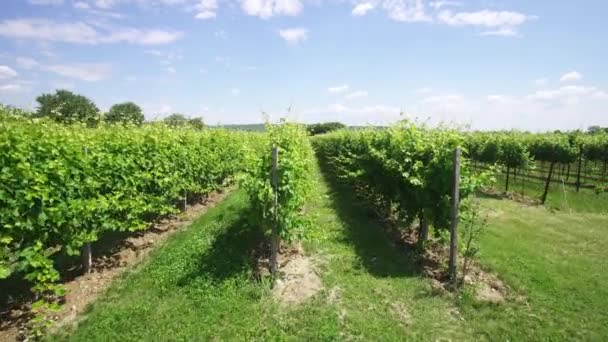 Grüne Traubenpflanzen inmitten der Natur — Stockvideo