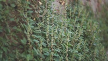 Tuğla duvarın üzerinde yeşil çimenler büyüyor