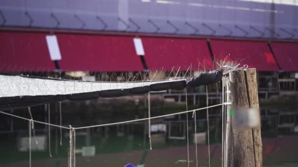 Tecido e postes cobertos com pregos contra pombas — Vídeo de Stock