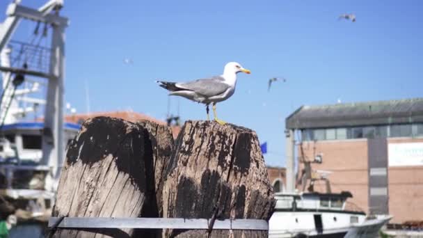 Uma gaivota em um poste de madeira — Vídeo de Stock