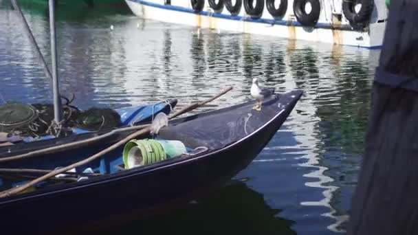 Barco de madera con gaviota en la proa — Vídeo de stock