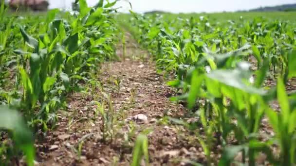 Campo de maíz joven en hileras — Vídeos de Stock