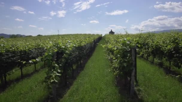 Зелені виноградні рослини посеред природи — стокове відео