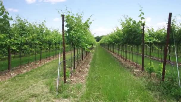 Gröna druvväxter mitt i naturen — Stockvideo