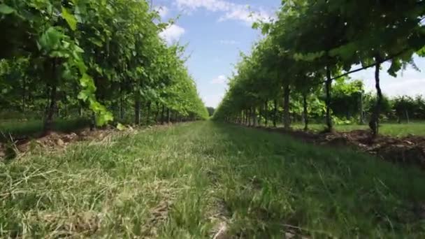 Plantas de uva verde no meio da natureza — Vídeo de Stock