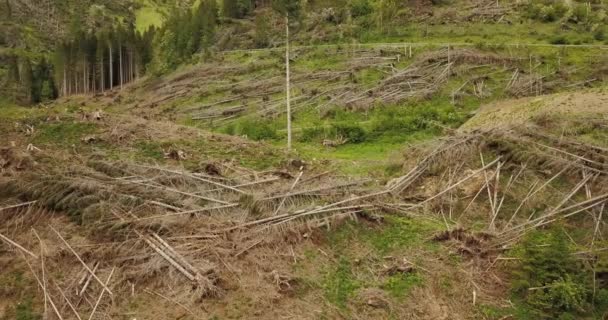 Träd kastade till marken av vinden — Stockvideo