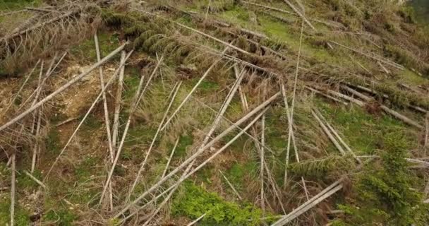 Träd kastade till marken av vinden — Stockvideo