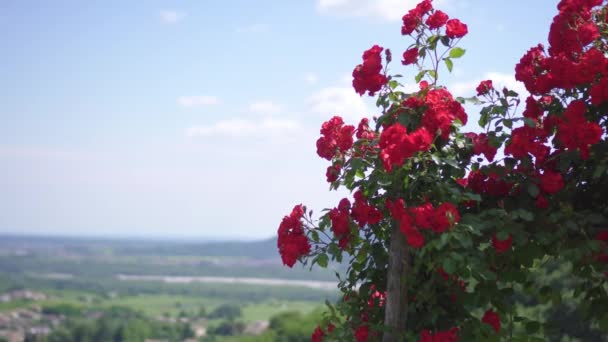Schöne rote Rosen in der Sonne — Stockvideo