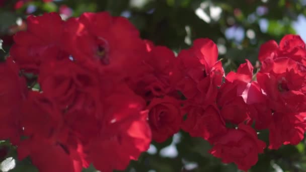 Schöne rote Rosen in der Sonne — Stockvideo