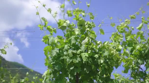 Feuilles vertes de plantes de raisin avec fond ciel — Video