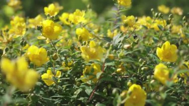 Güneşin aydınlattığı güzel sarı çiçekler.