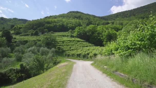 Raisins verts au milieu des collines verdoyantes