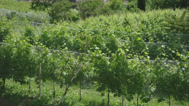 Зеленые виноградные растения посреди природы — стоковое видео