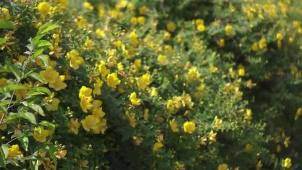 Hermosas flores amarillas iluminadas por el sol — Vídeos de Stock