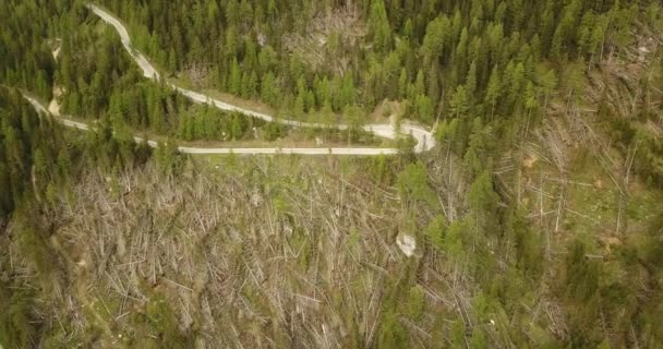Drzewa leśne spadły na ziemię — Wideo stockowe