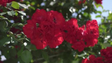 Güneşin altında güzel kırmızı güller