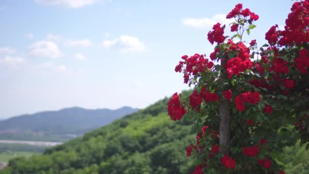 Hermosas rosas rojas al sol — Vídeos de Stock