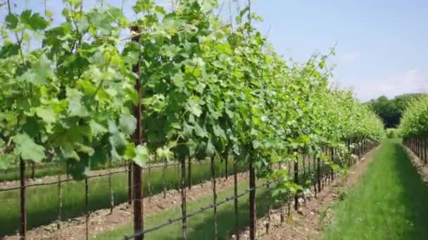 Plantas de uva verde en medio de la naturaleza — Vídeos de Stock