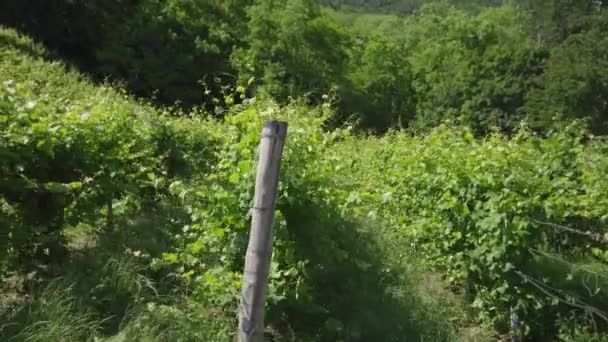 Πράσινα αμπελοτόπια στη μέση της φύσης — Αρχείο Βίντεο