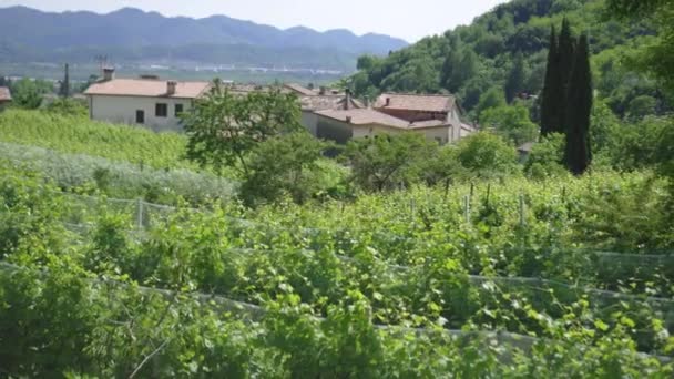 Plantation de vignes au milieu de maisons dans les collines verdoyantes — Video