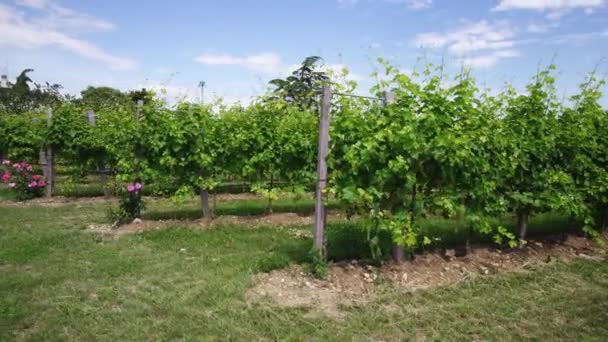 Raisins verts en pleine nature — Video
