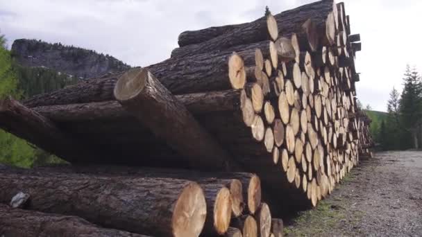 자연의 중간 쯤에 있는 나무토막 — 비디오